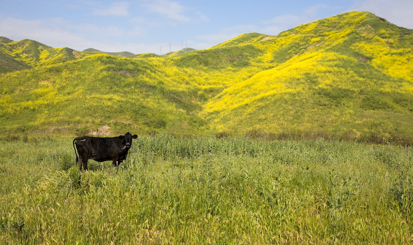 Cow in Fagan Canyon